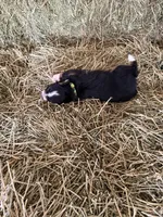 L-Green, a male Toy Australian Shepherd for sale in Polk City, FL – Photo 10 of 10