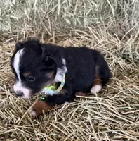 L-Green, a male Toy Australian Shepherd for sale in Polk City, FL – Photo 3 of 10