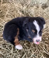 L-Green, a male Toy Australian Shepherd for sale in Polk City, FL – Photo 4 of 10