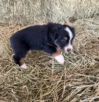 L-Green, a male Toy Australian Shepherd for sale in Polk City, FL – Photo 7 of 10