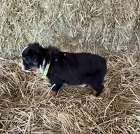 L-Green, a male Toy Australian Shepherd for sale in Polk City, FL – Photo 6 of 10
