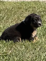 G-purple , a female Miniature American Shepherd for sale in Polk City, FL – 5 of 10