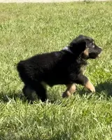 G-purple , a female Miniature American Shepherd for sale in Polk City, FL – 2 of 10