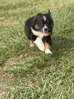 P-Pepe , a male Toy Australian Shepherd for sale in Polk City, FL – 8 of 10