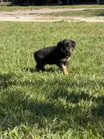 G-Red, a male Miniature American Shepherd for sale in Polk City, FL – 8 of 10