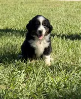 G-yellow, a female Miniature American Shepherd for sale in Polk City, FL – 7 of 10