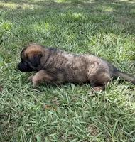 S-Samson, a male German Shepherd Dog for sale in Polk City, FL – 8 of 10