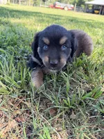 G-Red, a male Miniature American Shepherd for sale in Polk City, FL – 10 of 10