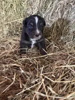 R-Raymond, a male Miniature Australian Shepherd for sale in Polk City, FL – Photo 2 of 9