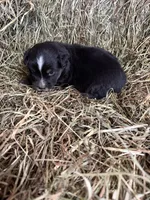 R-Raymond, a male Miniature Australian Shepherd for sale in Polk City, FL – Photo 3 of 9