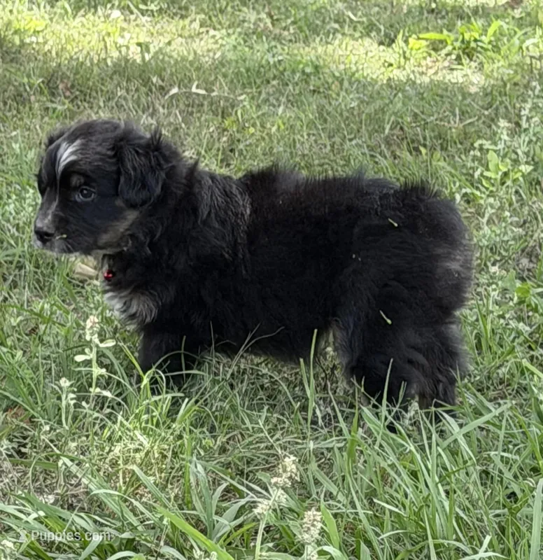 R-Raymond – Miniature Australian Shepherd puppy for sale in Polk City, FL