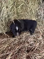 R-Raymond, a male Miniature Australian Shepherd for sale in Polk City, FL – Photo 6 of 9