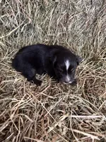 R-Raymond, a male Miniature Australian Shepherd for sale in Polk City, FL – Photo 5 of 9