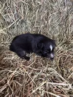 R-Raymond, a male Miniature Australian Shepherd for sale in Polk City, FL – Photo 8 of 9