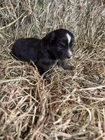 R-Raymond, a male Miniature Australian Shepherd for sale in Polk City, FL – Photo 7 of 9