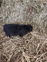 R-Raymond, a male Miniature Australian Shepherd for sale in Polk City, FL – Photo 9 of 9