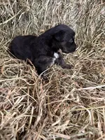 R-Raymond, a male Miniature Australian Shepherd for sale in Polk City, FL – Photo 4 of 9