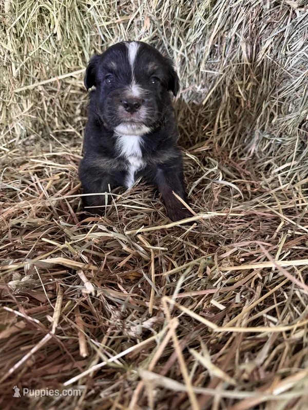 R-Raymond – Miniature Australian Shepherd puppy for sale in Polk City, FL