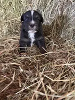 R-Raymond, a male Miniature Australian Shepherd for sale in Polk City, FL – Photo 1 of 9