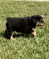 G-Pink, a female Miniature American Shepherd for sale in Polk City, FL – 8 of 10