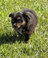 G-Green, a female Miniature American Shepherd for sale in Polk City, FL – 2 of 10