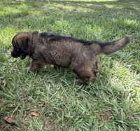 S-Samson, a male German Shepherd Dog for sale in Polk City, FL – 7 of 10