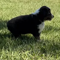 G-yellow, a female Miniature American Shepherd for sale in Polk City, FL – 4 of 10