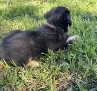G-Red, a male Miniature American Shepherd for sale in Polk City, FL – 5 of 10