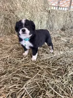 Ri-Tara, a female Toy Australian Shepherd for sale in Polk City, FL – Photo 2 of 10