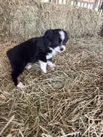 Ri-Tara, a female Toy Australian Shepherd for sale in Polk City, FL – Photo 6 of 10