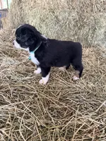 Ri-Tara, a female Toy Australian Shepherd for sale in Polk City, FL – Photo 8 of 10