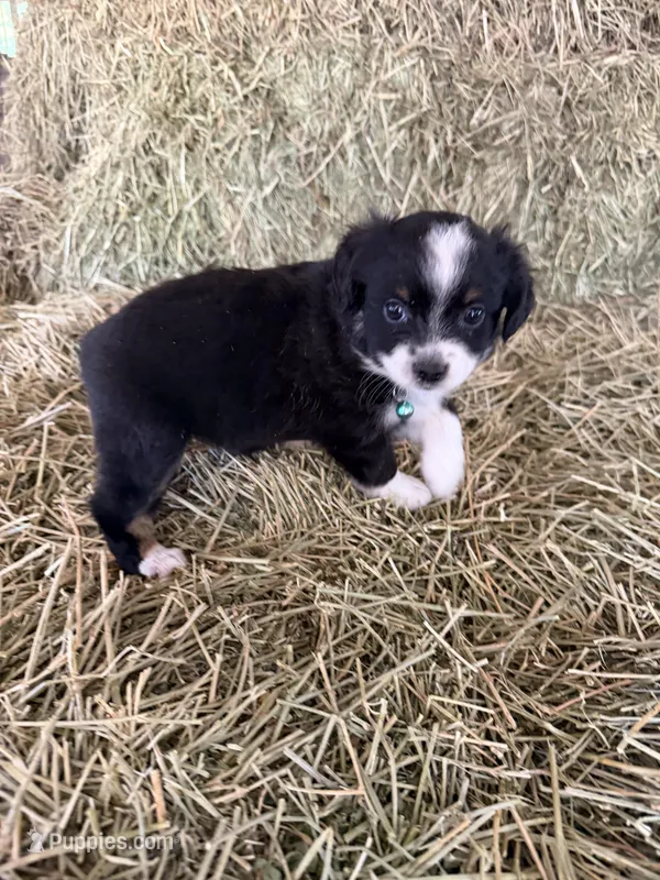 Ri-Tara – Toy Australian Shepherd puppy for sale in Polk City, FL
