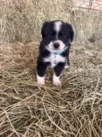 Ri-Tara, a female Toy Australian Shepherd for sale in Polk City, FL – Photo 4 of 10