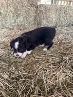 Ri-Tara, a female Toy Australian Shepherd for sale in Polk City, FL – Photo 7 of 10