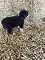 Ri-Tara, a female Toy Australian Shepherd for sale in Polk City, FL – Photo 5 of 10