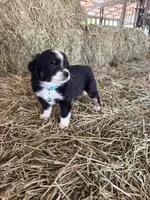 Ri-Tara, a female Toy Australian Shepherd for sale in Polk City, FL – Photo 3 of 10
