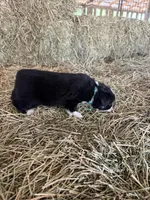 Ri-Tara, a female Toy Australian Shepherd for sale in Polk City, FL – Photo 9 of 10