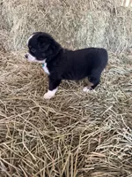 Ri-Tara, a female Toy Australian Shepherd for sale in Polk City, FL – Photo 10 of 10