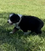 G-yellow, a female Miniature American Shepherd for sale in Polk City, FL – 3 of 10