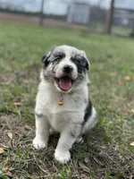 L-Layne, a male Australian Shepherd for sale in Polk City, FL – Photo 3 of 3