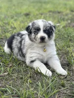 L-Layne, a male Australian Shepherd for sale in Polk City, FL – Photo 2 of 3