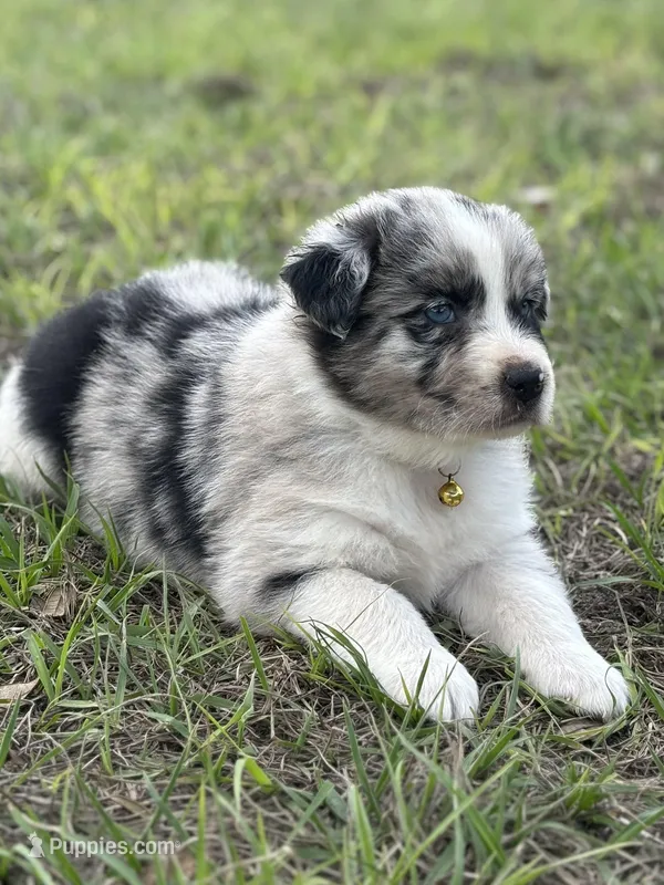 L-Layne – Australian Shepherd puppy for sale in Polk City, FL