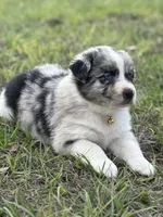 L-Layne, a male Australian Shepherd for sale in Polk City, FL – Photo 1 of 3
