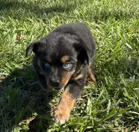 G-Green, a female Miniature American Shepherd for sale in Polk City, FL – 6 of 10