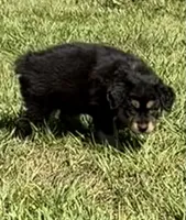 G-Pink, a female Miniature American Shepherd for sale in Polk City, FL – 4 of 10