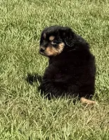G-Pink, a female Miniature American Shepherd for sale in Polk City, FL – 3 of 10