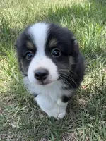 B-Bailey , a male Toy Australian Shepherd for sale in Polk City, FL – 6 of 10