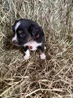 P-Pepe , a male Toy Australian Shepherd for sale in Polk City, FL – Photo 6 of 9