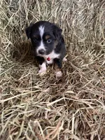 P-Pepe , a male Toy Australian Shepherd for sale in Polk City, FL – Photo 7 of 9