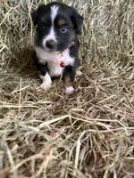 P-Pepe , a male Toy Australian Shepherd for sale in Polk City, FL – Photo 2 of 9